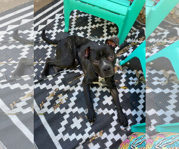 Medium Photo #3 Boxer-Unknown Mix Puppy For Sale in Duluth, MN, USA