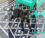 Small #2 Boxer Mix