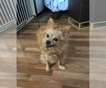 Small Chihuahua
