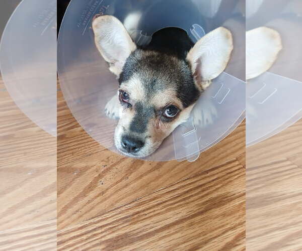 Medium Photo #1 French Bullhuahua Puppy For Sale in Mesa, AZ, USA
