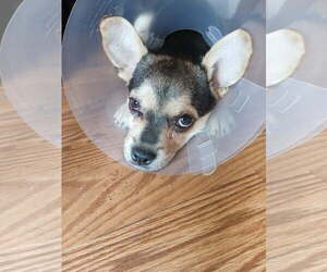 French Bullhuahua Dogs for adoption in Mesa, AZ, USA