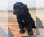 Small Photo #4 Portuguese Water Dog Puppy For Sale in STERLING, CO, USA