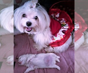 Mother of the Maltese puppies born on 04/06/2022