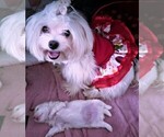Small Photo #1 Maltese Puppy For Sale in PISCATAWAY, NJ, USA
