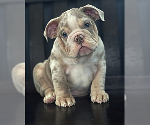 English Bulldog Puppy for sale in LAGUNA BEACH, CA, USA