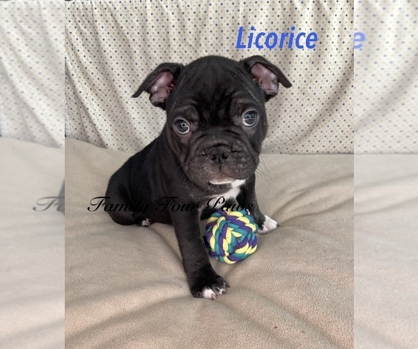Medium Photo #3 Faux Frenchbo Bulldog Puppy For Sale in HOODSPORT, WA, USA