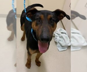 Doberman Pinscher Dogs for adoption in Fremont, CA, USA
