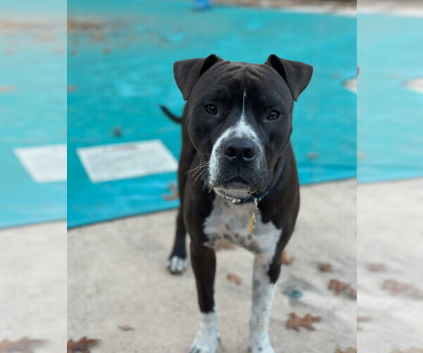 Medium Photo #9 Bullboxer Pit Puppy For Sale in Oakhurst, NJ, USA