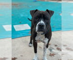 Small #8 Bullboxer Pit