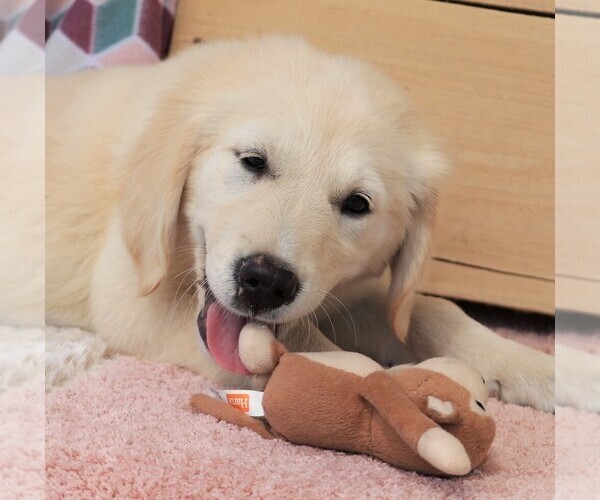 Medium Photo #5 Golden Retriever Puppy For Sale in SYRACUSE, IN, USA