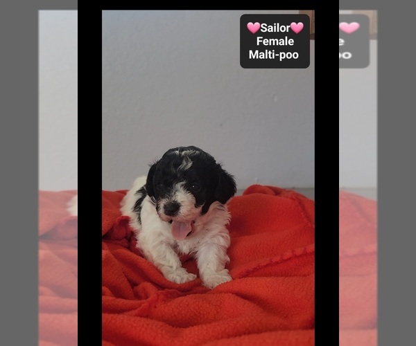 Medium Photo #2 Maltipoo (Toy) Puppy For Sale in TUCSON, AZ, USA