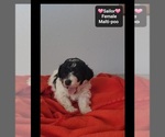 Small #1 Maltipoo (Toy)