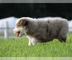 Small Photo #23 Australian Shepherd Puppy For Sale in OZARK, AR, USA
