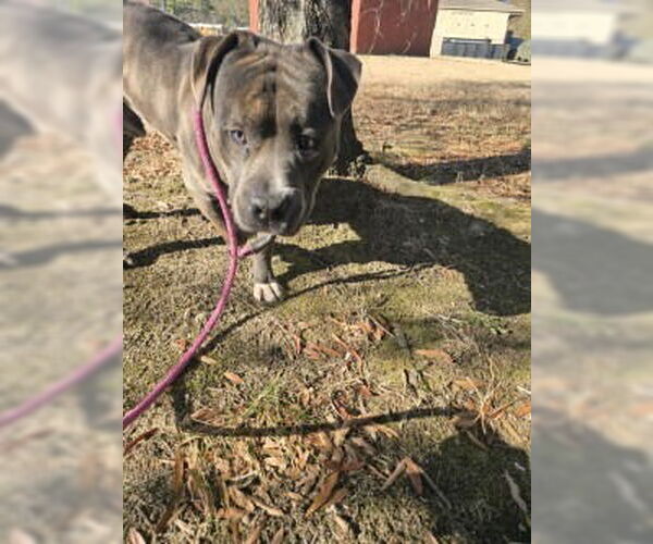 Medium Photo #3 Mutt Puppy For Sale in Glen Allen, VA, USA