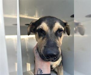 German Shepherd Dog-Unknown Mix Dogs for adoption in Houston, TX, USA