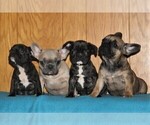 Small Photo #2 French Bulldog Puppy For Sale in HOLTWOOD, PA, USA