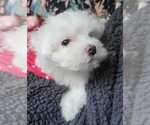 Small Photo #4 Maltese Puppy For Sale in PISCATAWAY, NJ, USA