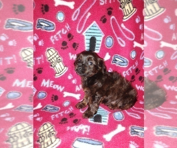 Medium Photo #46 YorkiePoo Puppy For Sale in LAPEER, MI, USA