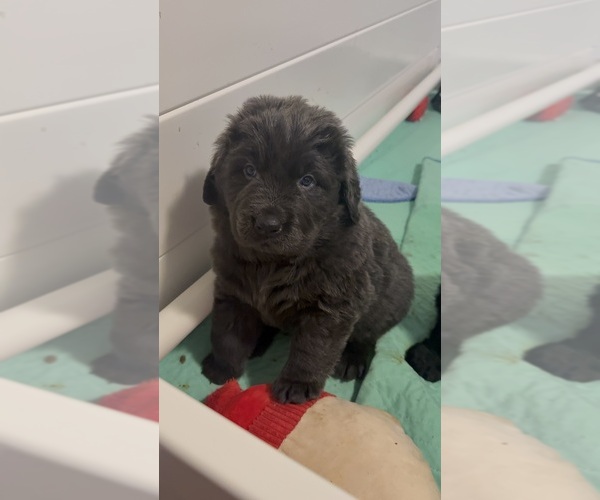 Medium Photo #1 Newfoundland Puppy For Sale in MARTINSBURG, WV, USA
