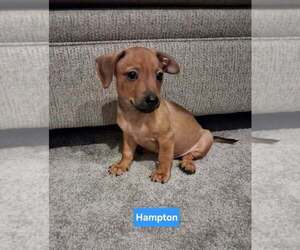 Chipin Dogs for adoption in Aurora, IN, USA