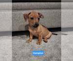 Hotel : Hampton - Male Chipin Dog for Adoption - Small photo