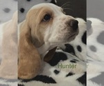 Puppy Hunter Basset Hound