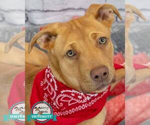 Mutt Dogs for adoption in Kennesaw, GA, USA