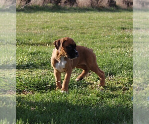Medium Photo #8 Boxer Puppy For Sale in SHIPSHEWANA, IN, USA