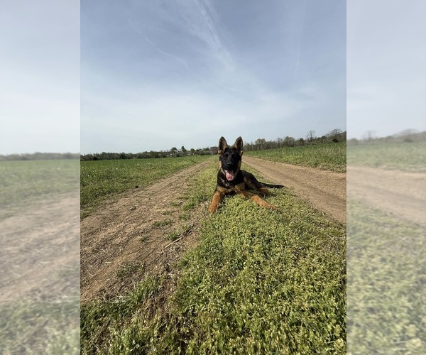 Medium Photo #4 German Shepherd Dog Puppy For Sale in NEWVILLE, PA, USA