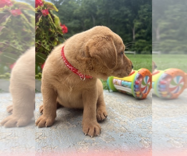 Medium Photo #6 Labrador Retriever Puppy For Sale in NEOLA, WV, USA