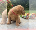 Small #5 Labrador Retriever