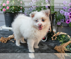Pomeranian Puppy for sale in GENEVA, IN, USA