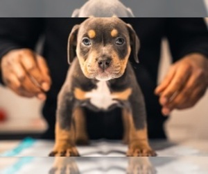 American Bully Puppy for Sale in SMYRNA, Georgia USA