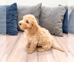 Small #4 Miniature Labradoodle