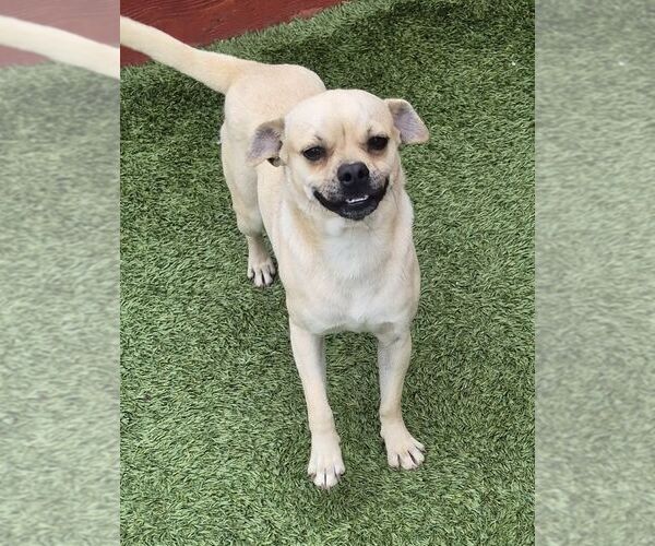 Medium Photo #2 Pug-Unknown Mix Puppy For Sale in Carrollton, TX, USA