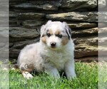 Small #1 Australian Shepherd