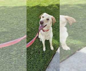 Bella Lab - Female Labrador Retriever Dog for Adoption - Photo #3