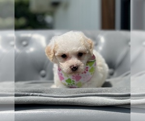 Poodle (Toy) Puppy for sale in ORO VALLEY, AZ, USA