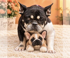 French Bulldog Dogs for adoption in Bon Carbo, CO, USA