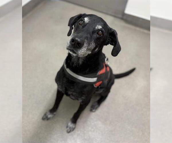 Medium Photo #1 Labrador Retriever Puppy For Sale in HESPERIA, CA, USA