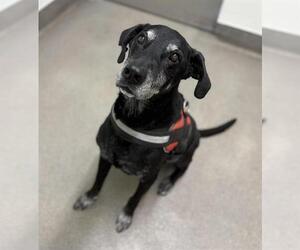 Labrador Retriever Dogs for adoption in HESPERIA, CA, USA