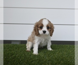 Cavalier King Charles Spaniel Puppy for sale in BALTIC, OH, USA