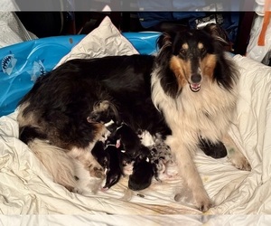 Mother of the Collie puppies born on 07/17/2026