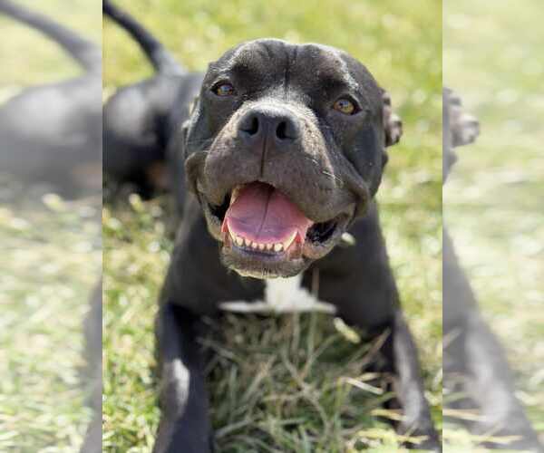Medium Photo #15 Bulldog-Unknown Mix Puppy For Sale in Germantown, OH, USA