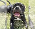 Small #14 Bulldog Mix