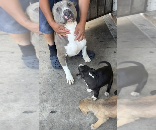 Medium Photo #1 American Pit Bull Terrier Puppy For Sale in BROCKTON, MA, USA