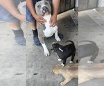 Small Photo #1 American Pit Bull Terrier Puppy For Sale in BROCKTON, MA, USA