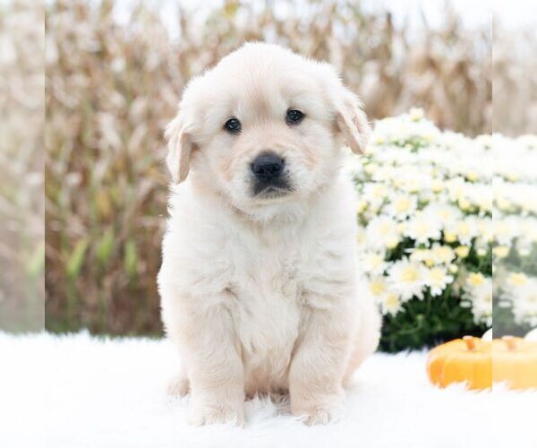 Medium Photo #4 Golden Retriever Puppy For Sale in NEWPORT, PA, USA