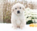 Small #3 Golden Retriever