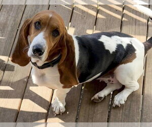 Basset Hound Dogs for adoption in Deepwater, NJ, USA